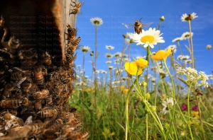 http://thebeephotographer.photoshelter.com/gallery/New-Flying-honeybee-special-effect/G0000_JH.McqTZ4E